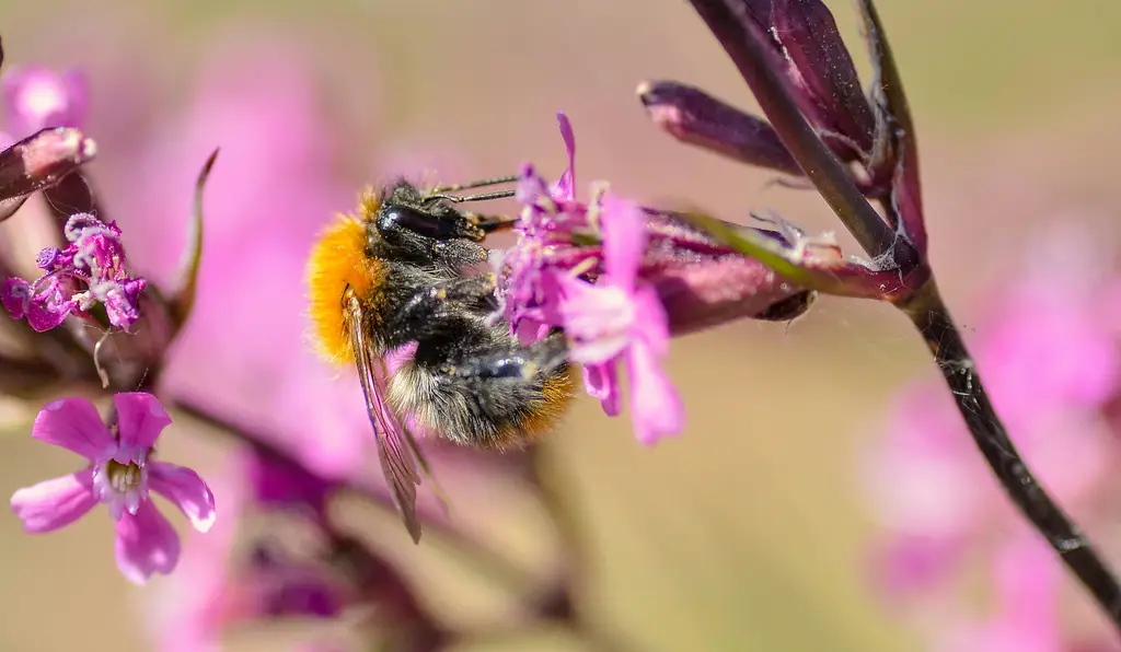 便攜式軟體:讓你的應用程式跟著你走